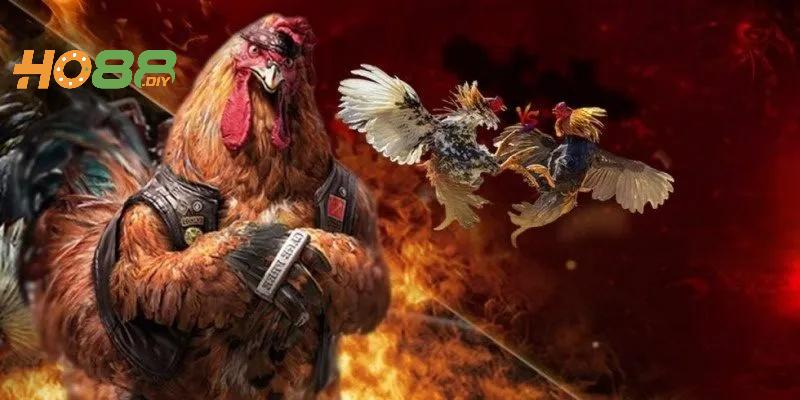 Đá gà trực tiếp Ho88 có đa dạng thế mạnh